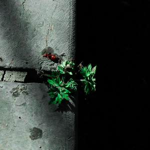 vr欧美人成在线播放
